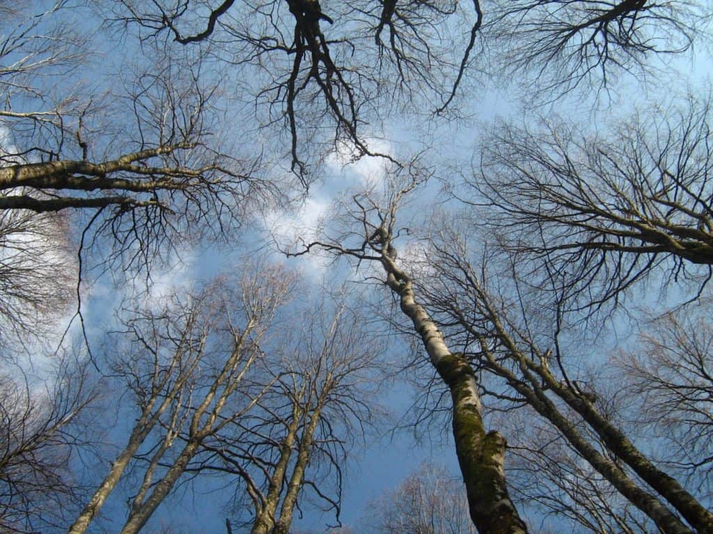 Escursioni naturalistiche: Bramito del Cervo in Amore